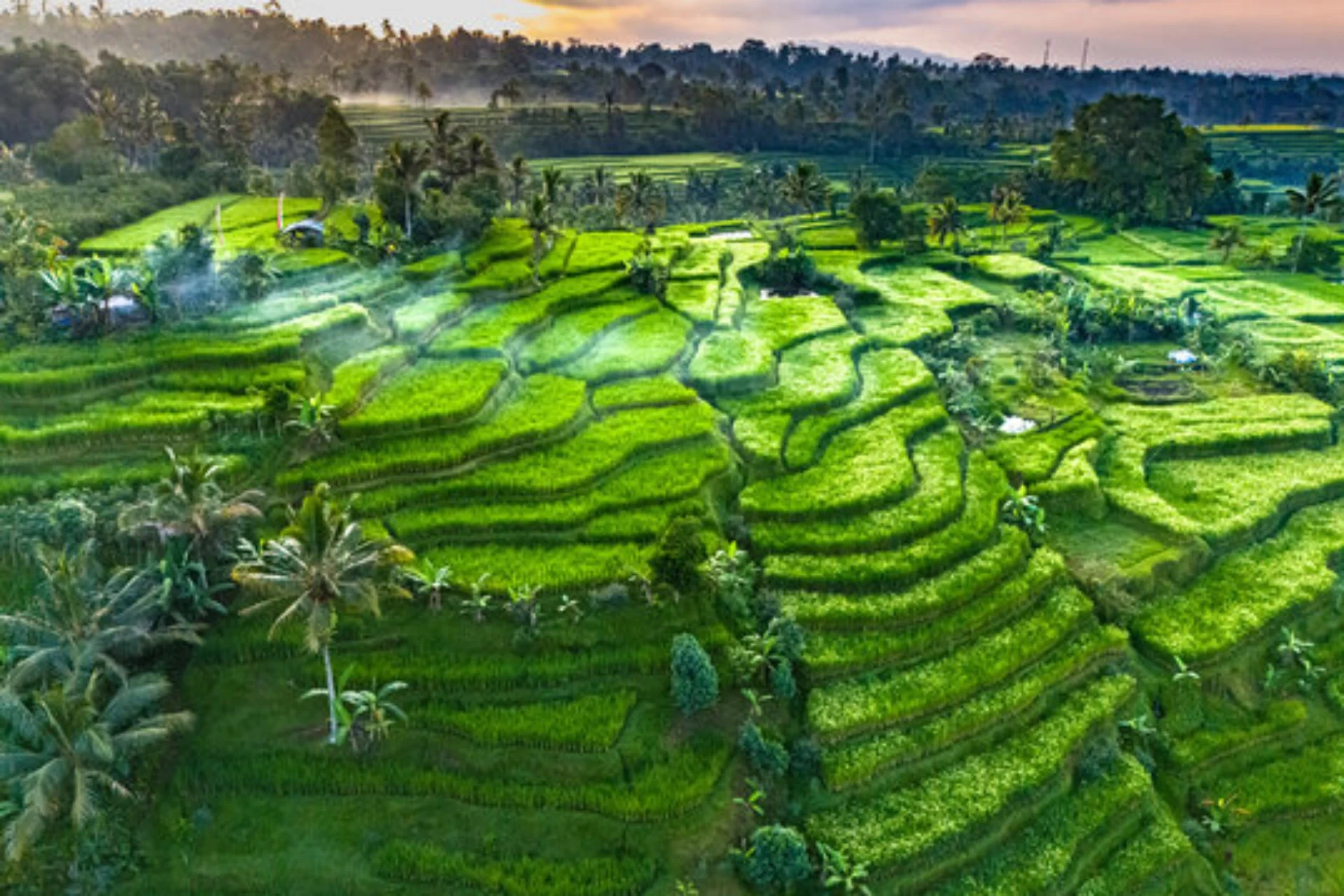 tegalalang rice terrace